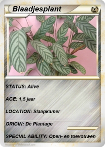 blaadjesplant10